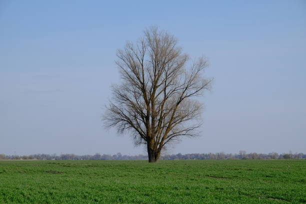istock Beautiful single tree in a green field against a blue sky. Spring landscape. 2000623075