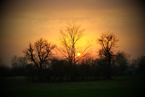 Spooky landscape showing silhouette of the old trees and the sun at summer sunset.