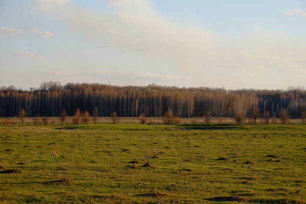 Cloudy sky over a field. A small forest in the distance.
