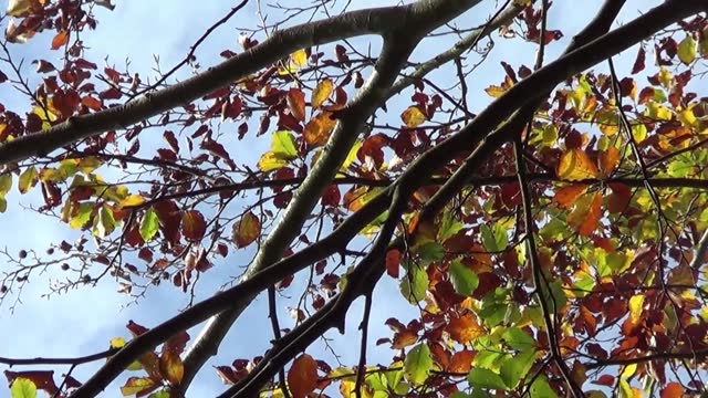 Herbst Blätter am Baum