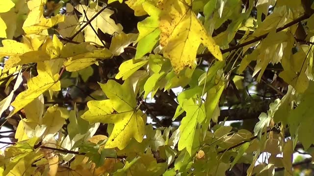 Herbst Blätter am Baum