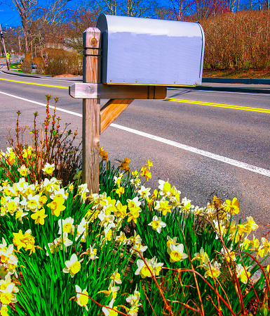 A rural mailbox on a main street on Cape Cod is surrounded by a garden of yellow daffodils on a bright springtime afternoon.
