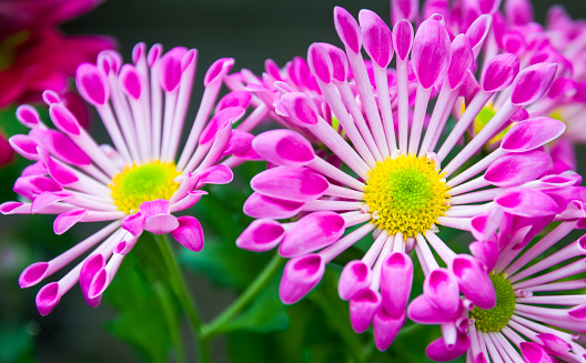 Close up of a group of spoked African Osteospermum Whirligig daisies with cup like petals
