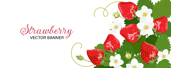 Horisontal banner with strawberry isolated on a white background. Vector illustration.