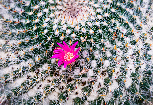 Close up of a single pink flower on a Mammillaria hahniana (Old lady pincushion) cactus.