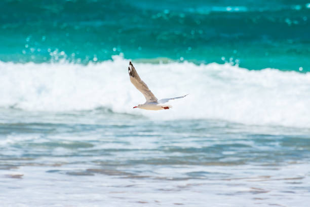 Silver gull (Chroicocephalus novaehollandiae), a medium-sized bird with white and gray plumage, the animal flies low over the seashore.