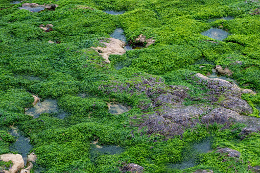 Green algae on the rocks at low tide, Phu Quoc, Vietnam