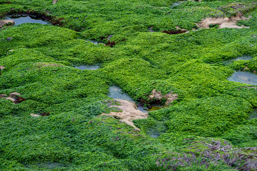 Green algae on the rocks at low tide. Seaweed in the sea.