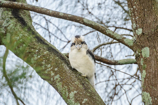 istock Laughing kookaburra (Dacelo novaeguineae) medium sized bird, animal sitting on a tree branch in natural habitat. 2000663514