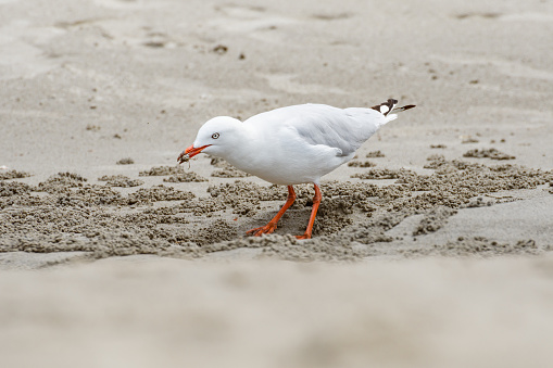 Silver gull (Chroicocephalus novaehollandiae) a medium-sized bird with white and gray plumage, the animal stands on the beach by the sea and eats a crab that came out of the sand.