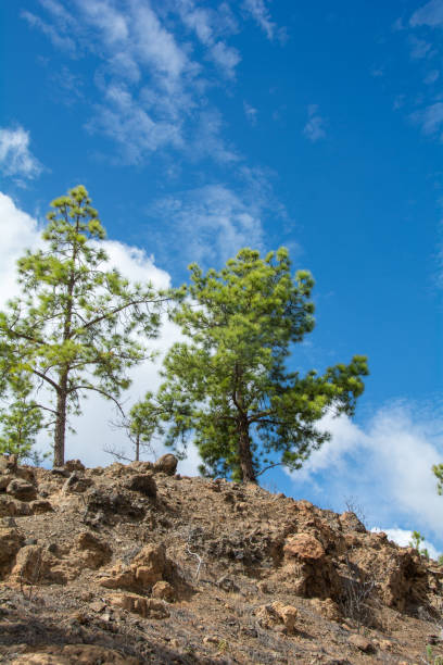 istock Pine trees on a mountain on Gran Ganaria island 2000665750