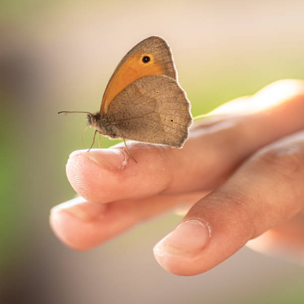 istock Closeup of a hand carefully holding a tiny butterfly 2000666863