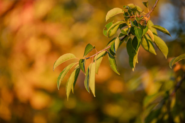 A close-up of tree leaves at golden hour