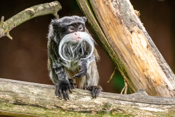 istock Closeup of a tamarin perched on a tree branch 2000667428