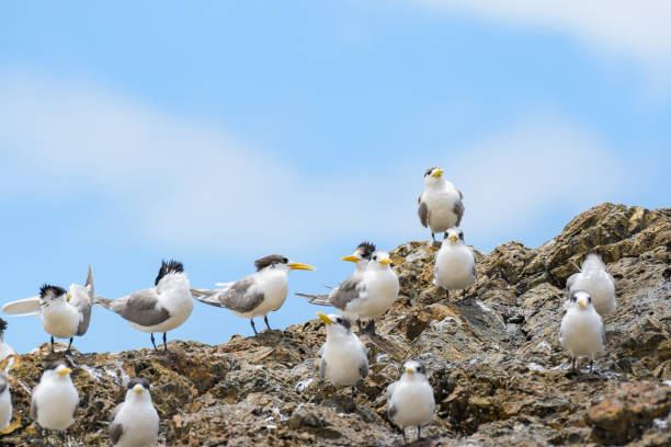 Greater crested tern (Thalasseus bergii) medium sized bird, small flock of birds sitting on a rock on the seashore.