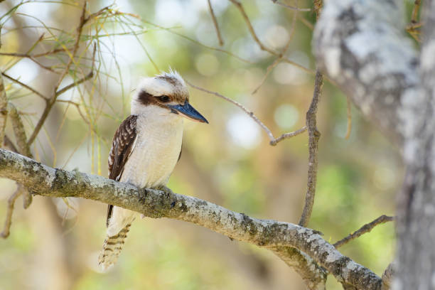 istock Laughing kookaburra (Dacelo novaeguineae) medium sized bird, animal sitting on a tree branch in natural habitat. 2000682234