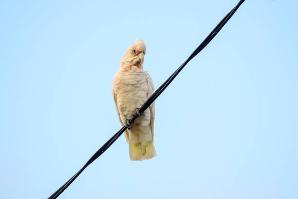 istock Long-billed corella (Cacatua tenuirostris) a white parrot, medium-sized bird, the animal sits high on an electric cable. 2000694351