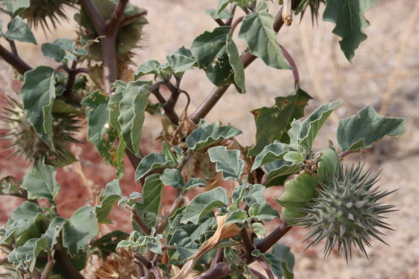 istock Datura Discolor Fruit - Borrego Valley Desert - 121923 2000695972