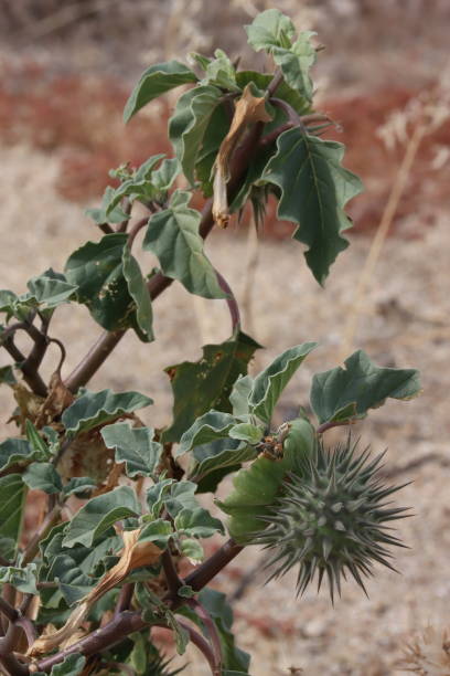istock Datura Discolor Fruit - Borrego Valley Desert - 121923 2000695981