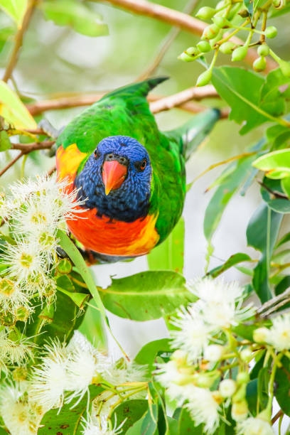 istock Rainbow lorikeet (Trichoglossus moluccanus) parrot, colorful small bird, animal sits high on a tree branch and eats blooming flowers. 2000705265