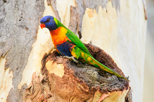 Rainbow lorikeet (Trichoglossus moluccanus) parrot, colorful small bird, animal sitting high on a eucalyptis tree trunk.