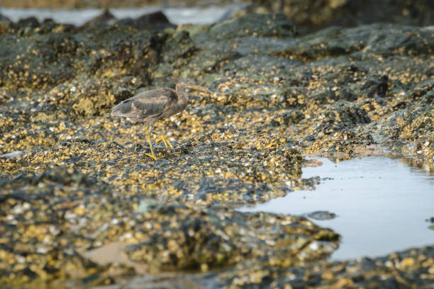 Pacific reef heron (Egretta sacra) a large water bird with dark plumage, dark morph, the animal stands on a rock covered with shells on the seashore, view from the Australian coast.