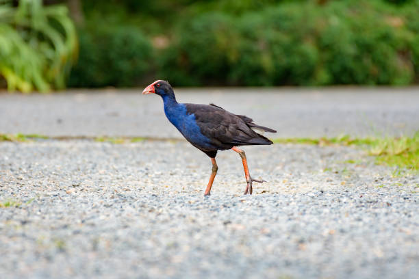 istock Western swamphen (Porphyrio porphyrio) a medium-sized water bird with blue-black plumage, the animal walks on a gravel path in the forest. 2000728439