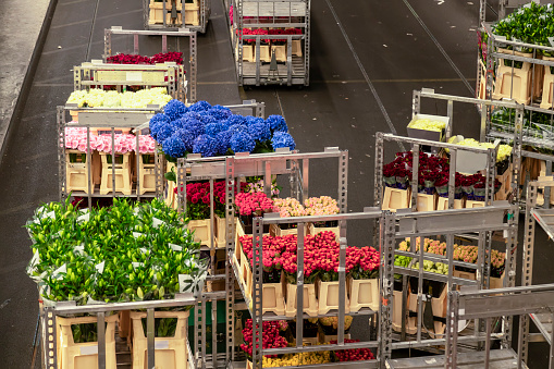 Carts with flowers at the largest flower auction in the world in Aalsmeer in the Netherlands.