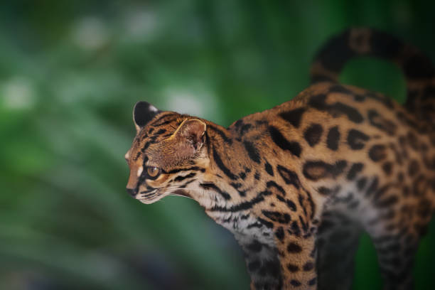 Amur Leopard looking forward on  a hot summer day. It is in an enclosure at the Cat Survival Trust Centre at Welwyn.  The trust does a huge amount to protect and rehome big cats from failing zoos or private collectors and is part of the world wide cat breeding programme.