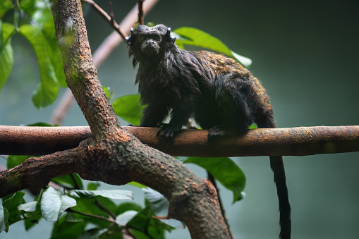 Black Tamarin monkey (Saguinus niger)