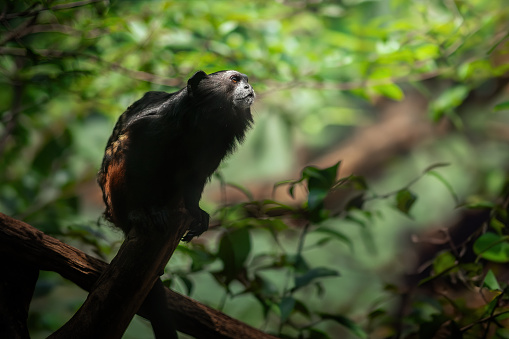 Weddell's Saddle-back Tamarin monkey (Leontocebus weddelli)