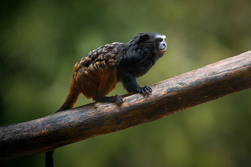 Weddell's Saddle-back Tamarin monkey (Leontocebus weddelli)