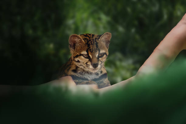 Margay (Leopardus wiedii) - Central and South America wild cat