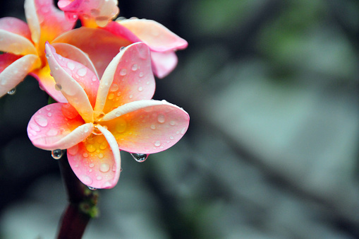 Close-up photograph capturing the delicate raindrops on the vibrant petals of a pink frangipani / plumeria flower, showcasing natures intricate beauty (Plumeria rubra) - beautiful bokeh background.