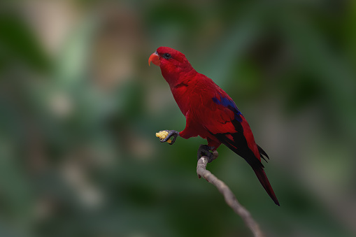 Red Lory bird (Eos bornea)