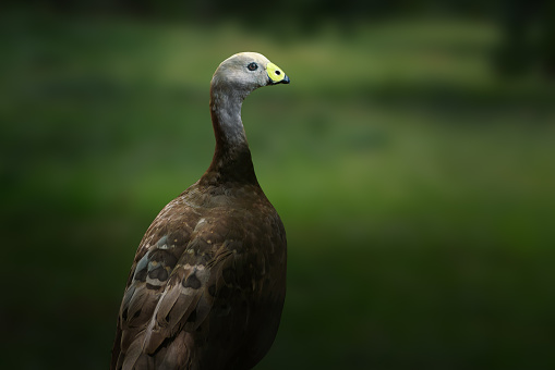 Cape Barren Goose (Cereopsis novaehollandiae)