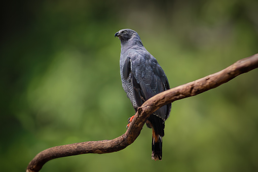 Crane Hawk (Geranospiza caerulescens) - Bird of Prey