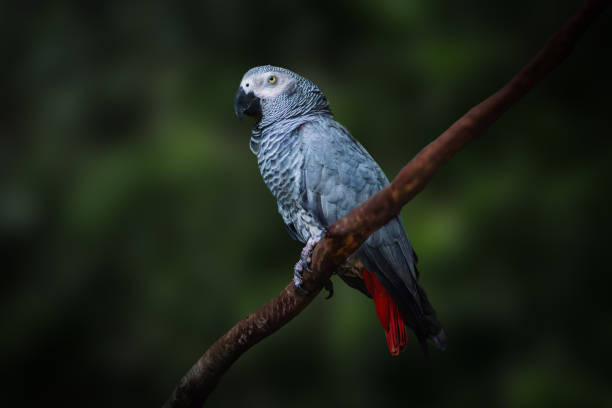 Free picture: The grey parrot or Congo African grey parrot ((Psittacus ...