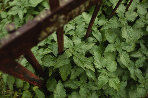 green nettle plant near iron rusty fence
