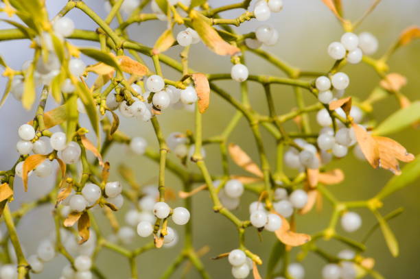 Viscum album aka mistletoe. Parasite plant.