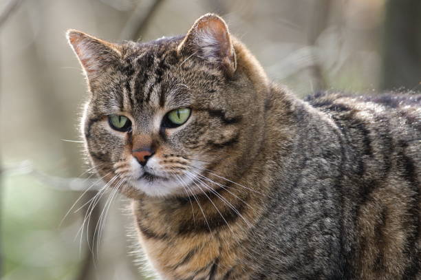 istock Close-up portrait of domestic cat. Sad and strict face expression. 2000801613