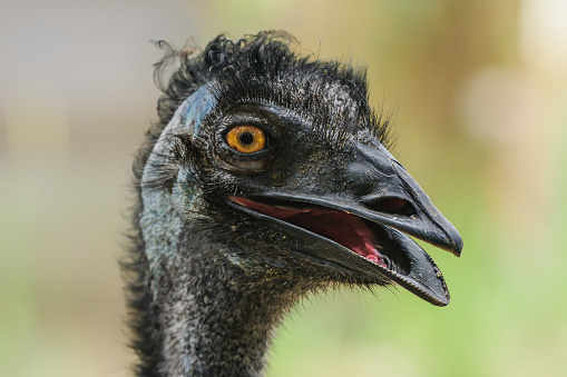 Emu (Dromaius) a large bird, the head of the bird is dark in color, the animal with an open beak cools down on a hot day.