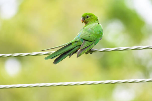 The green rosella or Tasmanian rosella is a species of parrot native to Tasmania and Bass Strait islands. It was described by the German naturalist Johann Friedrich Gmelin in 1788, and named on the mistaken assumption it came from New Caledonia.