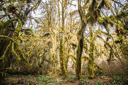The Hoh Rain Forest is a low elevation temperate forest on the Olympic Natioonal Park. Images were taken on the  Hall of Mosses Trail.
