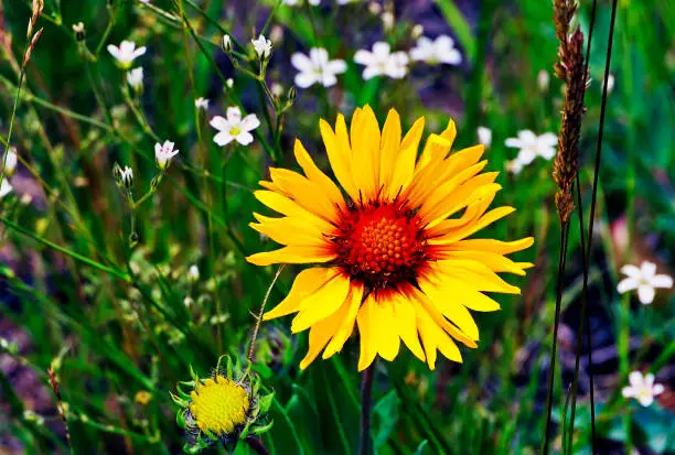 Wild blanketflower in a Colorado meadow