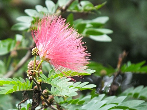 Red powder puff also known as:  Powder-puff tree and Powder puff bush