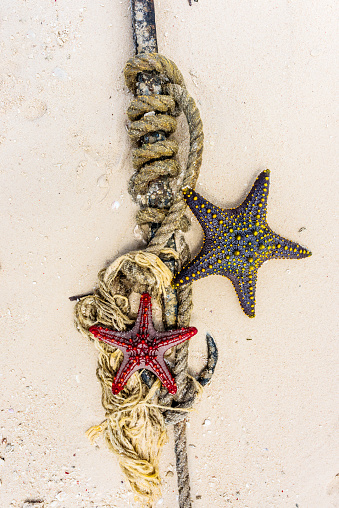 red and black starfish with knot and anchor on a seashore sand