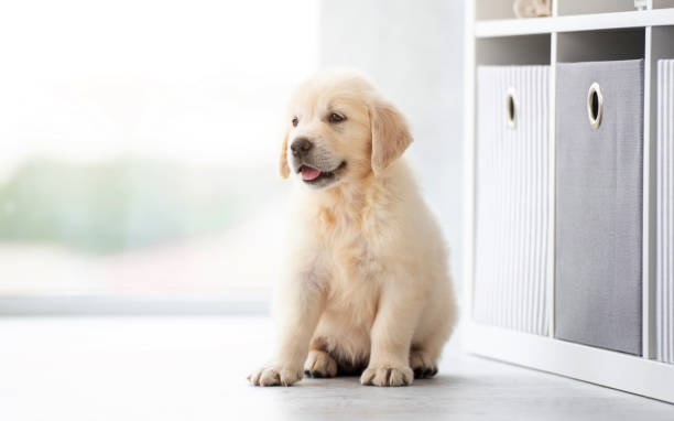 istock Sweet retriever puppy indoors 2000858275