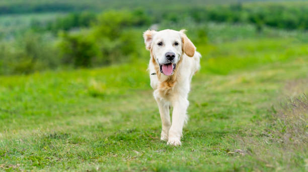 istock Cute golden retriever walking on grass 2000858722