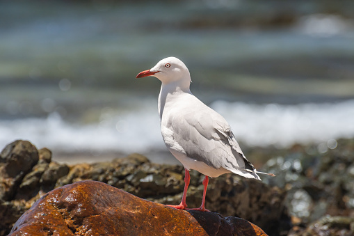 Mature Herring Gull isolated against white background. Sharp detail in the feat, beak, eye and feathers. Photographed on a Canon 5D with a 24-70mm L series lens.